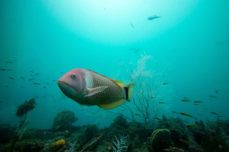 Milford Discovery Centre and Underwater Observatory