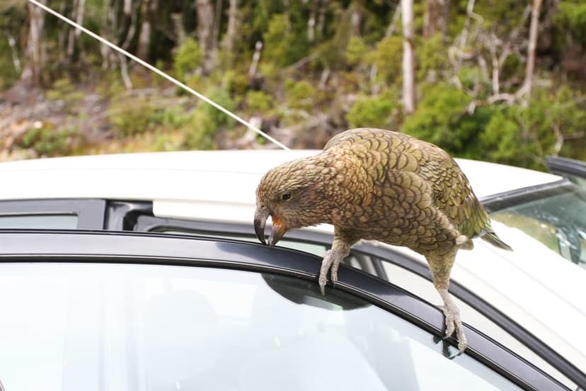 Kea à Monkey Creek