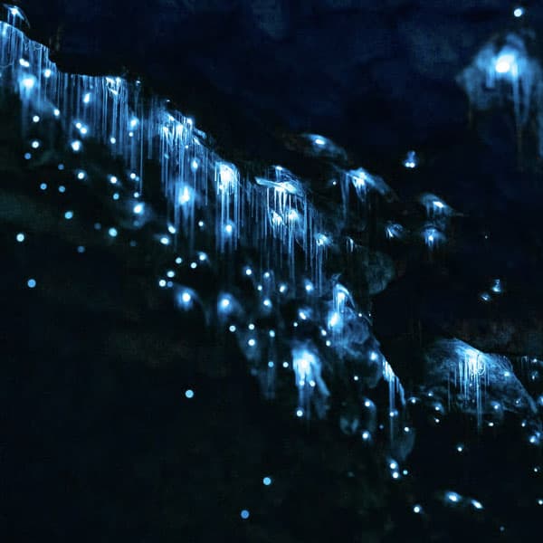 Te Anau Glowworm Caves Guided Tour