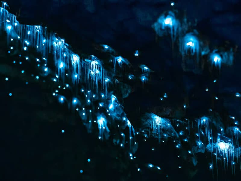 Te Anau glowworm caves