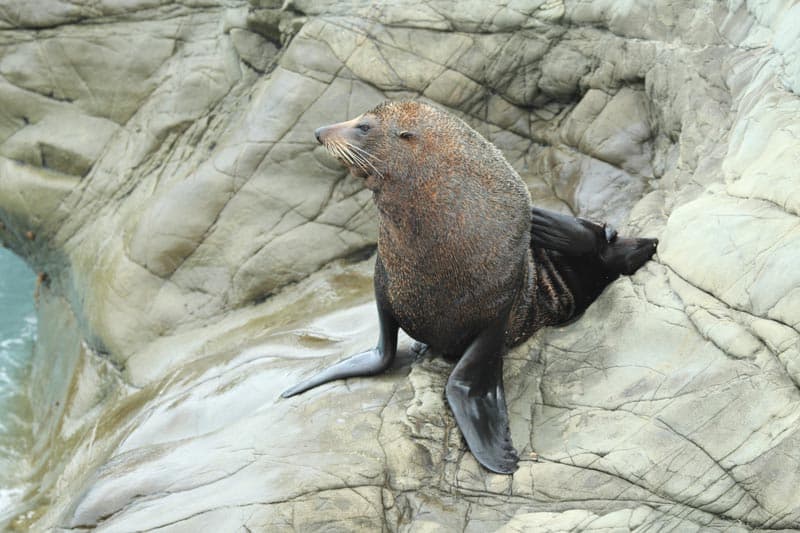 Observation de la faune marine